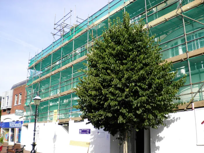 A building covered in green construction scaffolding and netting stands behind a large tree with dense foliage. Shops, including a WHSmith, are visible to the left side of the building. A streetlamp and a bench are also present near the tree.